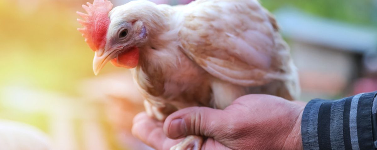 Frango caipira e frango da granja: quais as diferenças de produção e sabor?